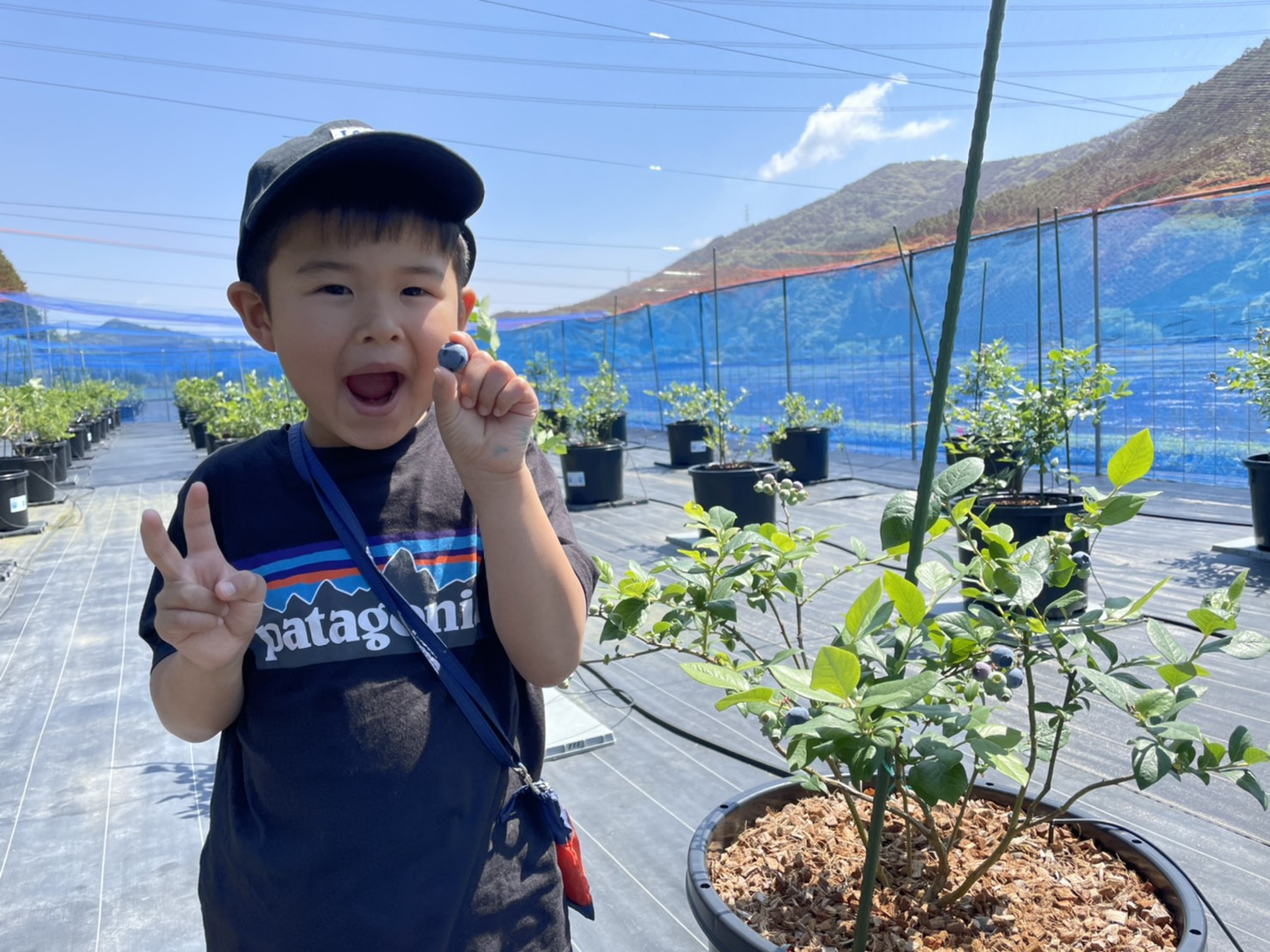 ブルーベリー摘み取り体験