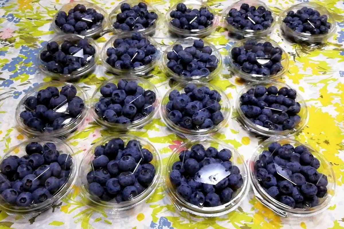 ブルーベリーの販売