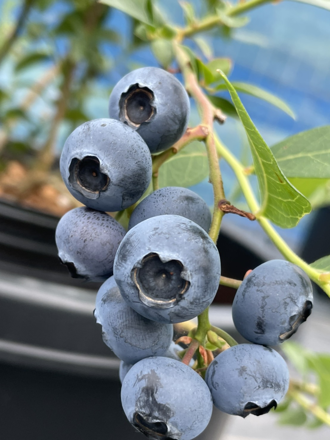 ブルーベリーオニール