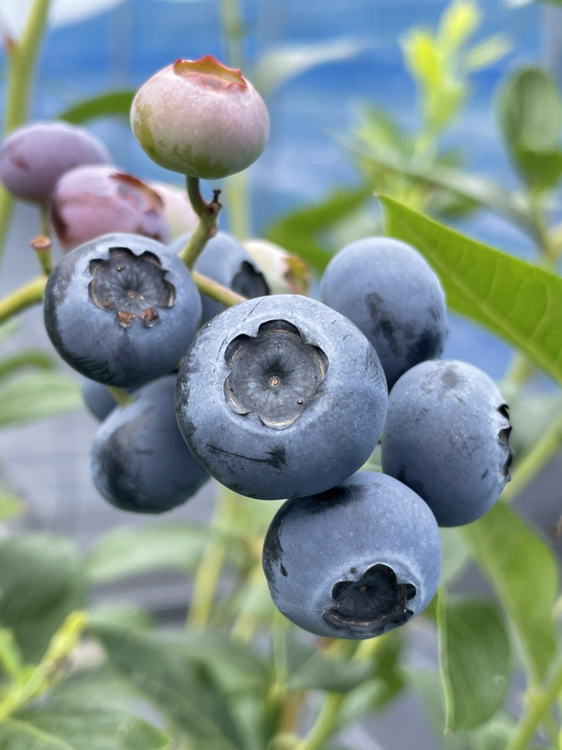 ブルーベリートワイライト